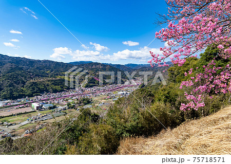 静岡県賀茂郡河津町　河津城跡公園から見た眺望(河津桜咲く3月の風景) 75718571