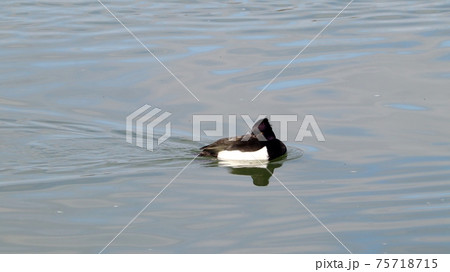 冬鳥：ワタリドリ：  キンクロハジロ：淀川 75718715