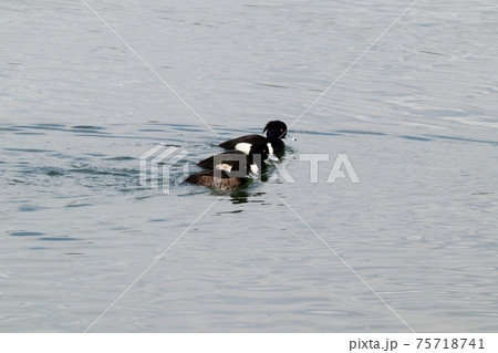 冬鳥：ワタリドリ：  キンクロハジロ：淀川 75718741