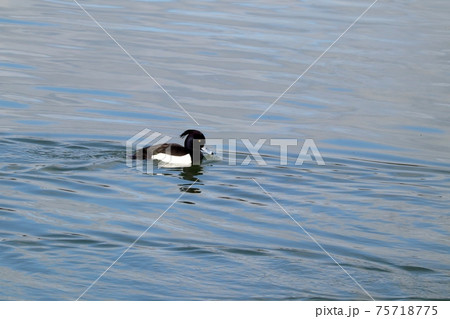 冬鳥：ワタリドリ：  キンクロハジロ：淀川 75718775