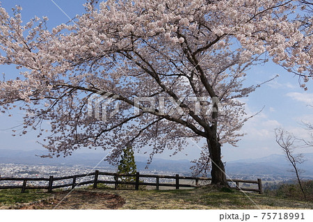 満開の桜 米沢市全景 御成山公園 満開の桜 米沢市全景 御成山公園 75718991