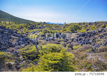 【長野県】秋の北八ヶ岳　坪庭自然園 75719096