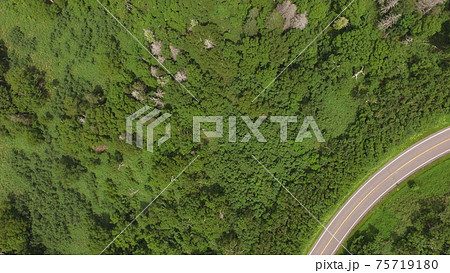 ドローンで上空から撮影した「知床の森」（カムイワッカ湯の滝 付近／北海道斜里郡斜里町） 75719180