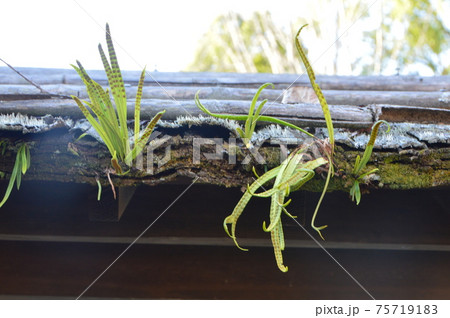 屋根の隙間に芽吹く（能見邸･北台武家屋敷群･杵築城 城下／大分県杵築市杵築） 75719183
