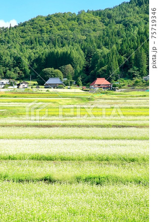 新行高原のそば畑と集落 75719346