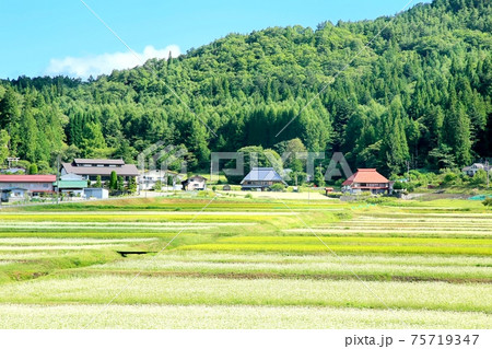 新行高原のそば畑と集落 75719347