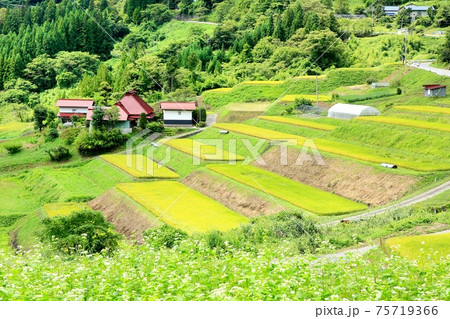秋の栃倉の棚田 秋の栃倉の棚田 75719366