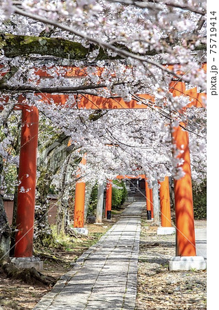 《京都》竹中稲荷神社の鳥居と桜 《京都》竹中稲荷神社の鳥居と桜 75719414