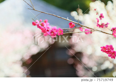 紅梅の花 75719749