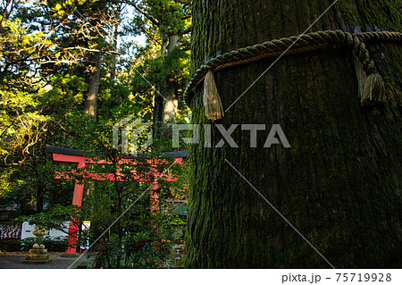 箱根神社と杉 75719928