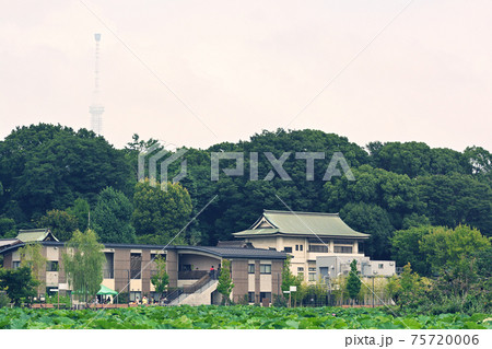 東京・不忍池 東京・不忍池 75720006