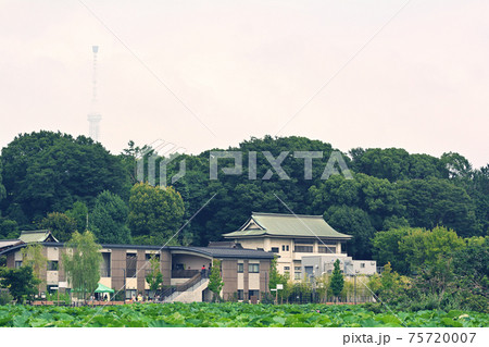 東京・不忍池 東京・不忍池 75720007