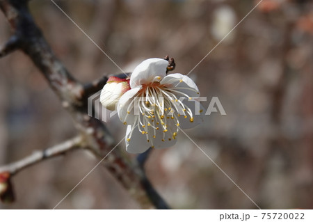 一輪の梅の花 一輪の梅の花 75720022
