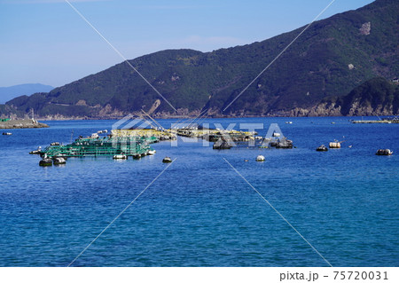 宿毛湾の生け簀 宿毛湾の生け簀 75720031