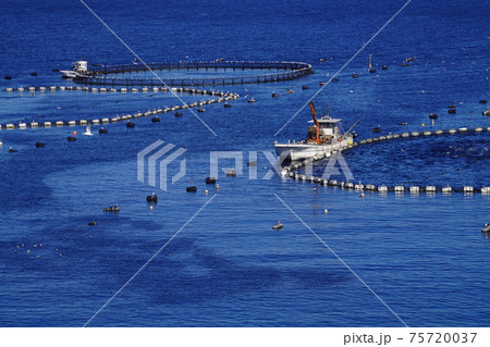 柏島のマグロの養殖場 75720037