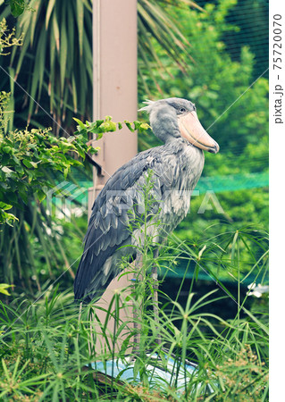 東京・上野動物園のハシビロコウ 東京・上野動物園のハシビロコウ 75720070