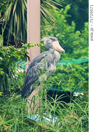 東京・上野動物園のハシビロコウ 東京・上野動物園のハシビロコウ 75720071
