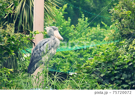東京・上野動物園のハシビロコウ 東京・上野動物園のハシビロコウ 75720072