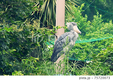 東京・上野動物園のハシビロコウ 75720073