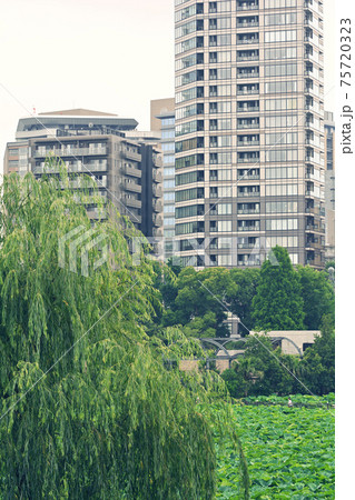 東京・不忍池 東京・不忍池 75720323