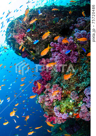 水中の色 75720486