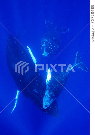 ザトウクジラ 75720489