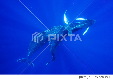 ザトウクジラ ザトウクジラ 75720491