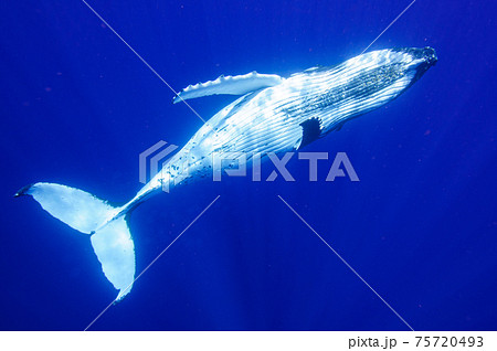 ザトウクジラ 75720493