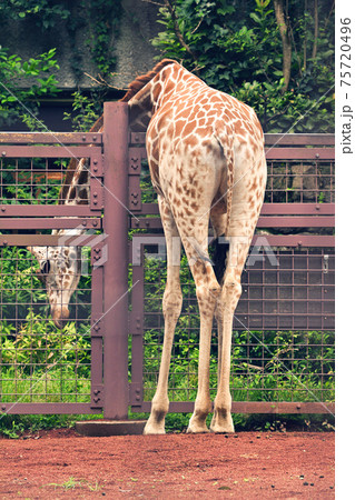 東京・上野動物園のキリン 東京・上野動物園のキリン 75720496