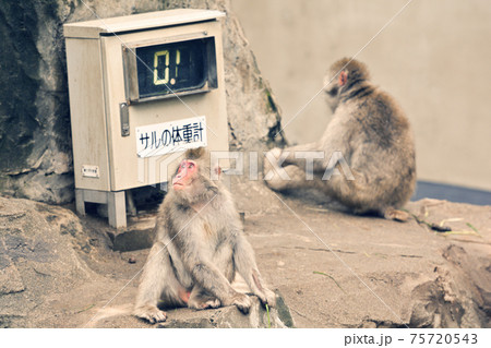 東京・上野動物園のニホンザル 75720543