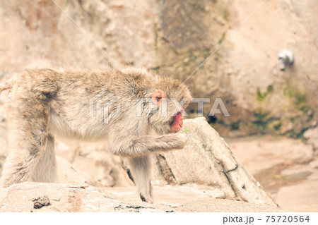 東京・上野動物園のニホンザル 東京・上野動物園のニホンザル 75720564