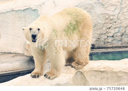 東京・上野動物園のホッキョクグマ 東京・上野動物園のホッキョクグマ 75720648