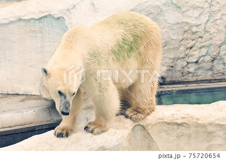 東京・上野動物園のホッキョクグマ 東京・上野動物園のホッキョクグマ 75720654