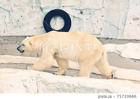 東京・上野動物園のホッキョクグマ 東京・上野動物園のホッキョクグマ 75720666