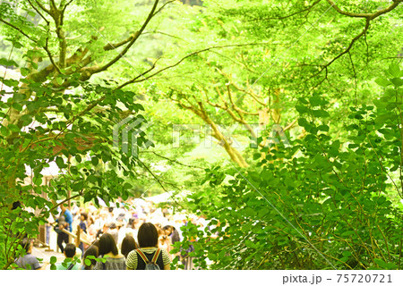 明月院 新緑 明月院 新緑 75720721