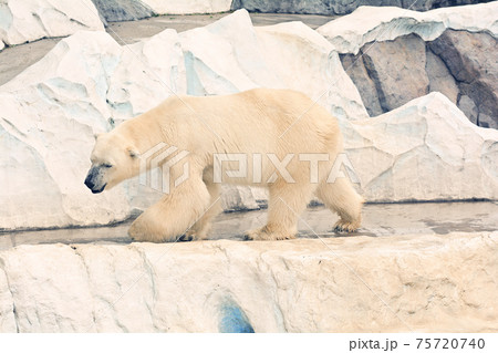 東京・上野動物園のホッキョクグマ 東京・上野動物園のホッキョクグマ 75720740