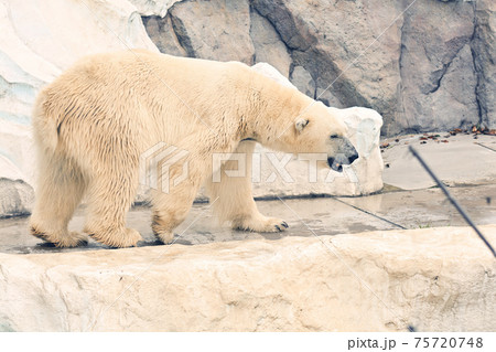 東京・上野動物園のホッキョクグマ 東京・上野動物園のホッキョクグマ 75720748