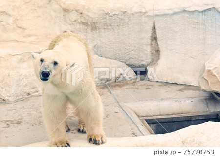 東京・上野動物園のホッキョクグマ 東京・上野動物園のホッキョクグマ 75720753