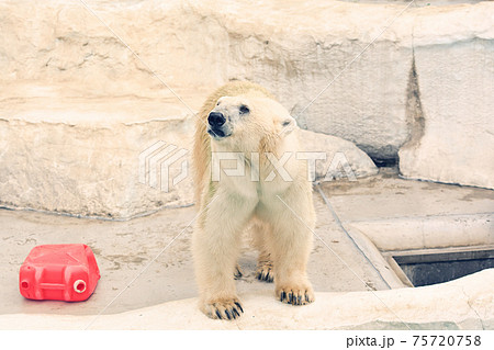 東京・上野動物園のホッキョクグマ 東京・上野動物園のホッキョクグマ 75720758