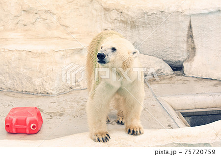 東京・上野動物園のホッキョクグマ 75720759