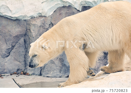東京・上野動物園のホッキョクグマ 東京・上野動物園のホッキョクグマ 75720823