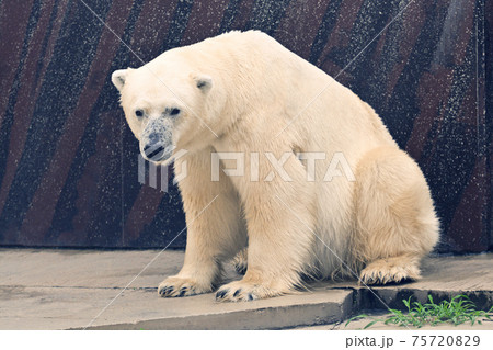 東京・上野動物園のホッキョクグマ 75720829