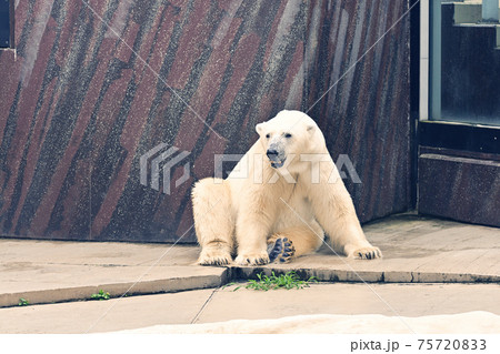 東京・上野動物園のホッキョクグマ 75720833