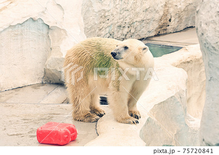 東京・上野動物園のホッキョクグマ 75720841