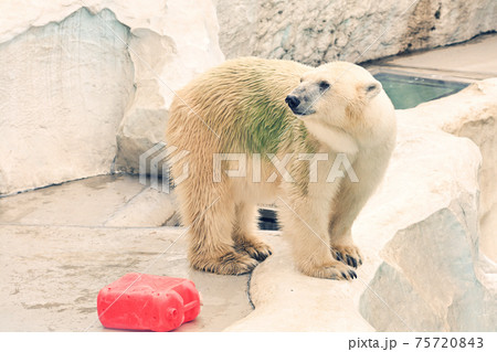 東京・上野動物園のホッキョクグマ 75720843