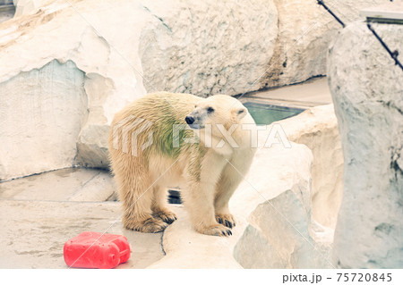 東京・上野動物園のホッキョクグマ 75720845