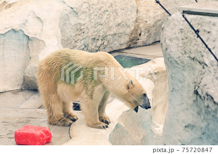 東京・上野動物園のホッキョクグマ 75720847