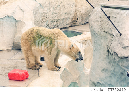 東京・上野動物園のホッキョクグマ 75720849