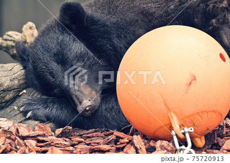 東京・上野動物園のツキノワグマ 東京・上野動物園のツキノワグマ 75720913