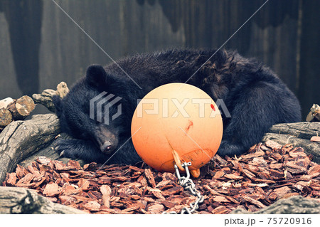 東京・上野動物園のツキノワグマ 東京・上野動物園のツキノワグマ 75720916